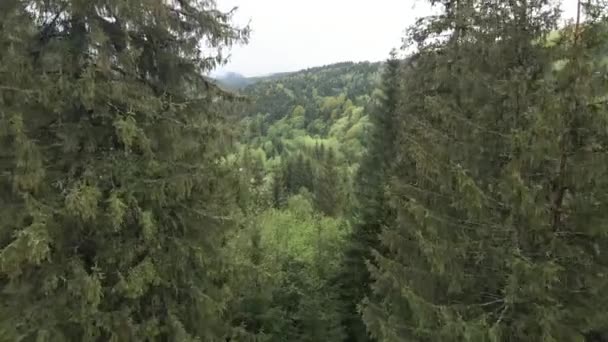 Ucrania, Cárpatos: Paisaje forestal. Vista aérea . — Vídeos de Stock