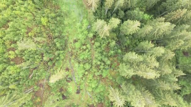 Ukraine, Carpates : paysage forestier. Vue aérienne.