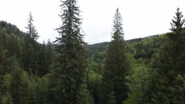 Ukraine, Carpates : paysage forestier. Vue aérienne.