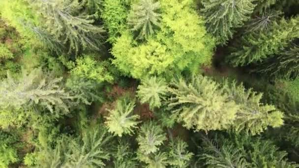 Ukraine, Carpates : paysage forestier. Vue aérienne.