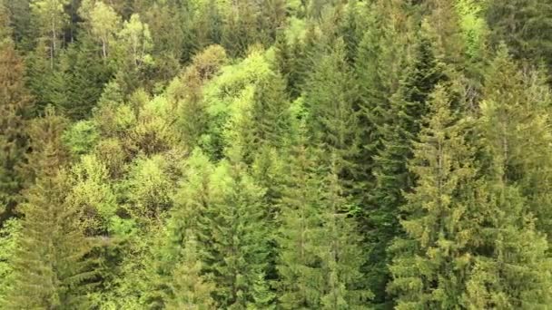 Ukraine, Carpathians: Forest landscape.空中景观. — 图库视频影像