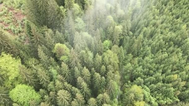 Ukraine, Karpaten: Waldlandschaft. Luftaufnahme. — Stockvideo