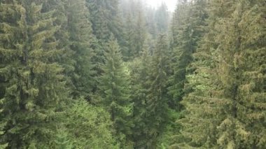 Ukrayna, Karpatlar: Orman manzarası. Hava görünümü.
