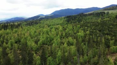 Ukrayna, Karpatlar: Orman manzarası. Hava görünümü.
