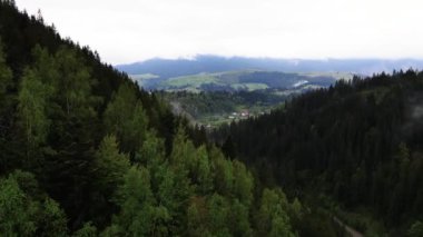 Ukrayna, Karpatlar: Orman manzarası. Hava görünümü.