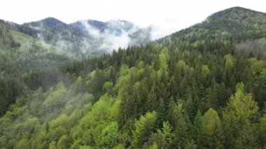 Ukrayna, Karpatlar: Orman manzarası. Hava görünümü.