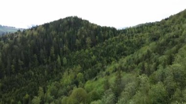 Ukrayna, Karpatlar: Orman manzarası. Hava görünümü.