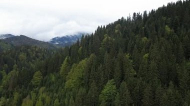 Ukrayna, Karpatlar: Orman manzarası. Hava görünümü.