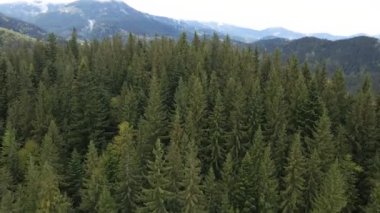 Ukrayna, Karpatlar: Orman manzarası. Hava görünümü.