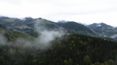 Ukrayna, Karpatlar: Orman manzarası. Hava görünümü.