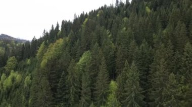 Ukrayna, Karpatlar: Orman manzarası. Hava görünümü.