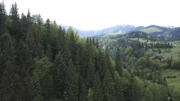 Ukraina, Karpaterna: Skogslandskap. Flygbild. — Stockvideo
