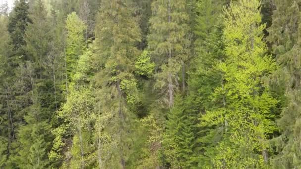 Ukraine, Carpathians: Forest landscape.空中景观. — 图库视频影像