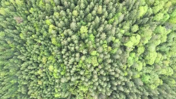 Ucrânia, Cárpatos: Paisagem florestal. Vista aérea . — Vídeo de Stock