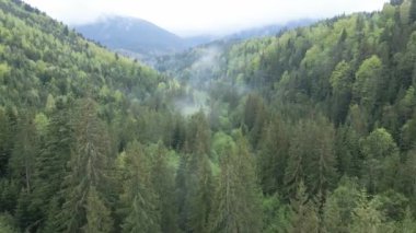 Ukrayna, Karpatlar: Orman manzarası. Hava görünümü.