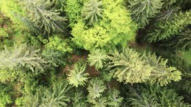 Ukrayna, Karpatlar: Orman manzarası. Hava görünümü.