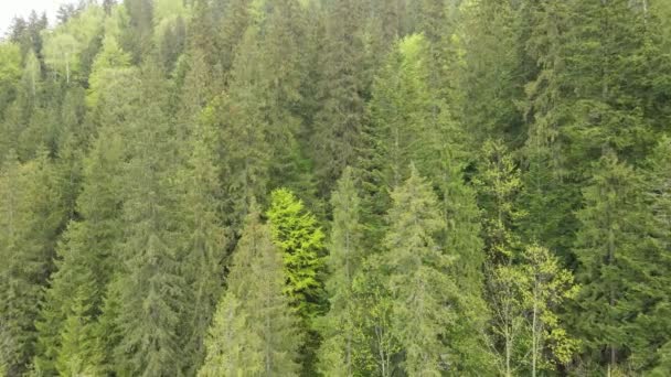 Ukraine, Carpathians: Forest landscape.空中景观. — 图库视频影像