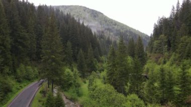 Ukrayna, Karpat Dağları: Güzel dağ ormanları. Havadan