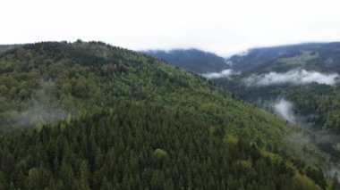 Ukrayna, Karpat Dağları: Güzel dağ ormanları. Havadan
