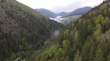 Ukrayna, Karpat Dağları: Güzel dağ ormanları. Havadan