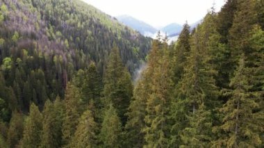 Ukrayna, Karpat Dağları: Güzel dağ ormanları. Havadan