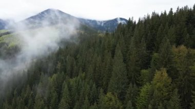 Ukrayna, Karpat Dağları: Güzel dağ ormanları. Havadan