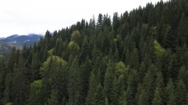Ukrayna, Karpat Dağları: Güzel dağ ormanları. Havadan