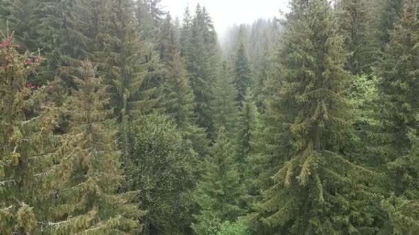 Ucraina, Carpazi: Bellissimo paesaggio forestale di montagna. Aerea — Video Stock