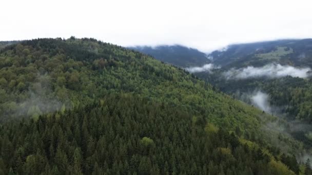 Ukrayna, Karpat Dağları: Güzel dağ ormanları. Havadan — Stok video