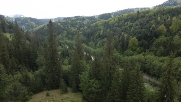 Ukraina, Karpaty: Piękny krajobraz górskiego lasu. Antena — Wideo stockowe
