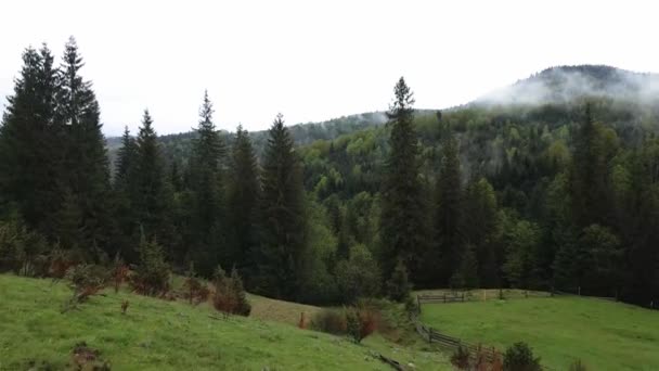 Ukraine, Carpates : Beau paysage de forêt de montagne. Aérien