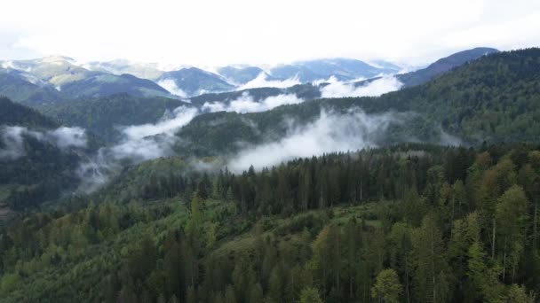 Ucrânia, Montanhas Cárpatas: bela paisagem de floresta montanhosa. Aviação — Vídeo de Stock