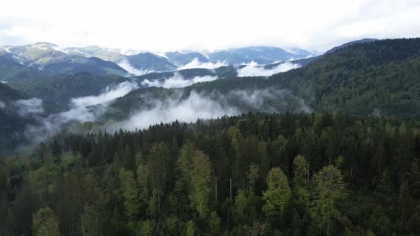 Ucraina, Carpazi: Bellissimo paesaggio forestale di montagna. Aerea — Video Stock