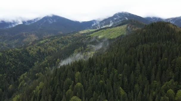 Ukraine, Carpates : Beau paysage de forêt de montagne. Aérien — Video