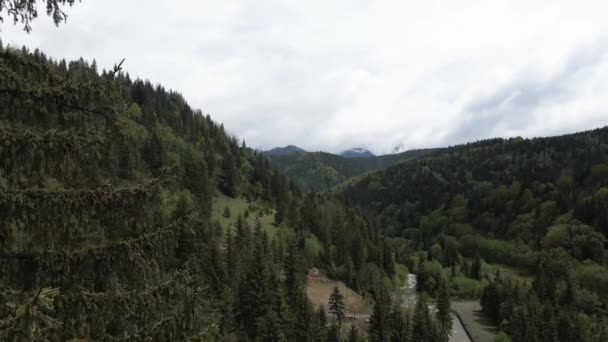 Ukrayna, Karpat Dağları: Güzel dağ ormanları. Havadan — Stok video