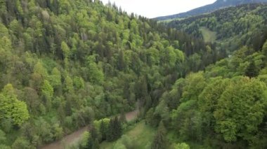 Ukrayna, Karpat Dağları: Güzel dağ ormanları. Havadan