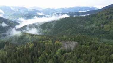 Ukrayna, Karpat Dağları: Güzel dağ ormanları. Havadan