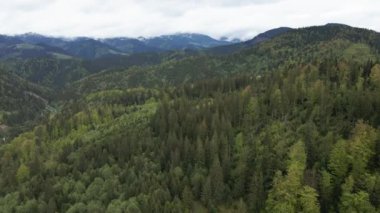 Ukrayna, Karpat Dağları: Güzel dağ ormanları. Havadan