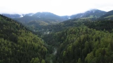 Ukrayna, Karpat Dağları: Güzel dağ ormanları. Havadan