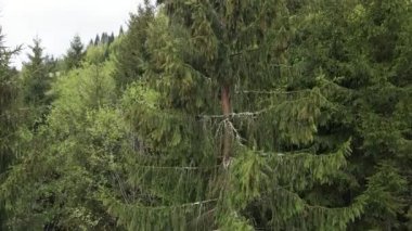 Ukrayna, Karpatya dağları: Ormanda ladin. Havadan.