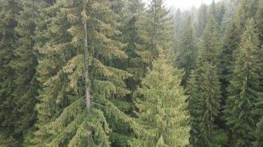 Ukrayna, Karpatya dağları: Ormanda ladin. Havadan.