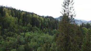 Ukrayna, Karpatya dağları: Ormanda ladin. Havadan.