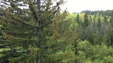 Ukrayna, Karpatya dağları: Ormanda ladin. Havadan.