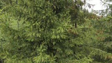 Ukrayna, Karpatya dağları: Ormanda ladin. Havadan.