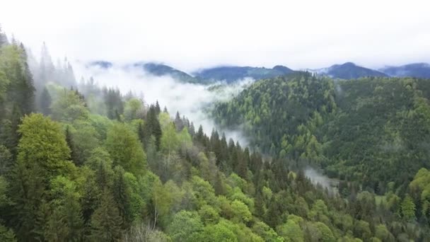 Ucrânia, Montanhas Cárpatas: bela paisagem de floresta montanhosa. Aviação — Vídeo de Stock