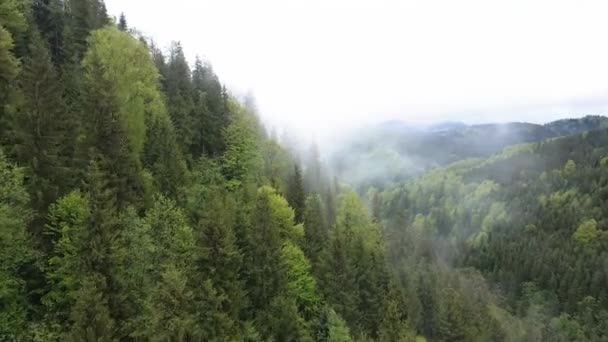 Ucrânia, Montanhas Cárpatas: bela paisagem de floresta montanhosa. Aviação — Vídeo de Stock