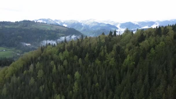 Ucrânia, Montanhas Cárpatas: bela paisagem de floresta montanhosa. Aviação — Vídeo de Stock