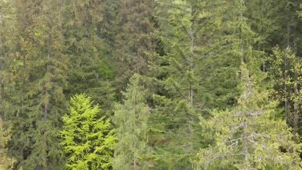 Ukraine, Carpathian mountains: Spruce in the forest. Aerial. — Stock Video