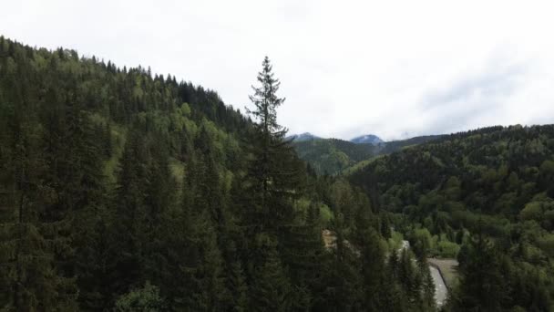 Ukrayna, Karpatya dağları: Ormanda ladin. Havadan. — Stok video