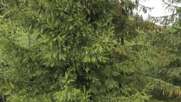 Ukraine, montagnes des Carpates : Épinette dans la forêt. Aérien. — Video